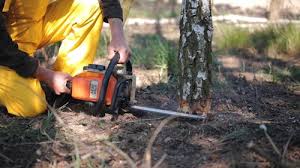 Why Choose Our Tree Removal Services in Alum Rock, CA?