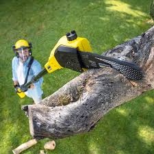 Trusted Alum Rock, CA  Tree Services Experts